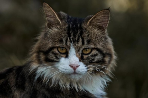 how do cats hunt for food