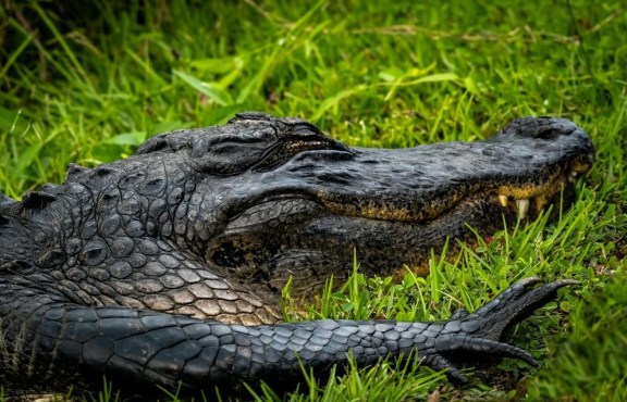 Florida Definition of Dyslexia Explained